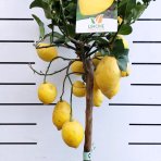  Citrónovník (Citrus limon) ´MEYERI´ - výška 140-150 cm, obvod kmeňa 4/6 cm, kont. C10L